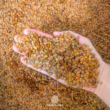 10kg (330.000und) de Sementes Sansão do Campo para Muda de Cerca Viva. 10kg (330.000und) de...
