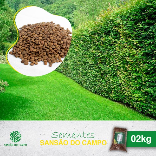 2kg (66.000und) de Sementes Sansão do Campo para Muda de Cerca Viva.