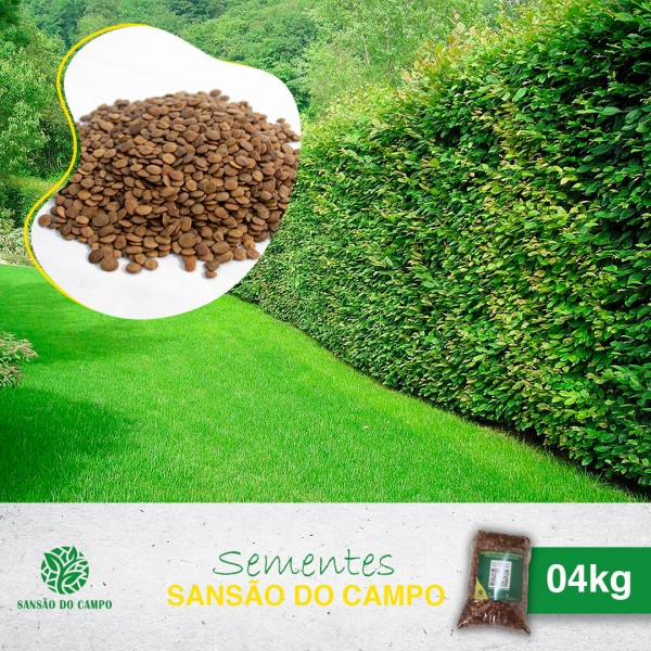 4kg (132.000 aprox.) de Sementes Sansão do Campo para Muda de Cerca Viva.