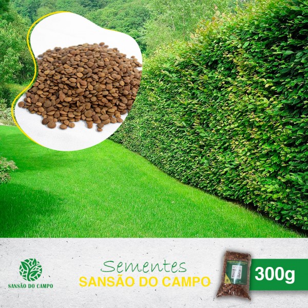300g (10.000und) de Sementes Sansão do Campo para Muda de Cerca Viva.