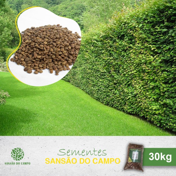30kg de Sementes Sansão do Campo para Muda de Cerca Viva.