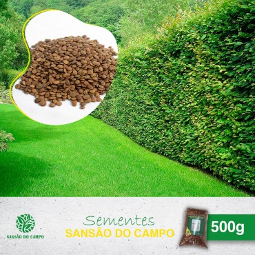 500g (16.500und) de Sementes Sansão do Campo para Muda de Cerca Viva. 500g (16.500und) de ...