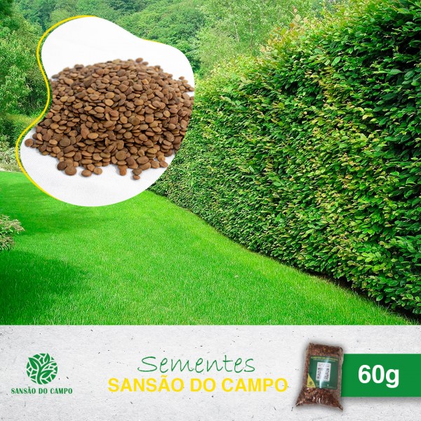 60g (2.000und) de Sementes Sansão do Campo para Muda de Cerca Viva.