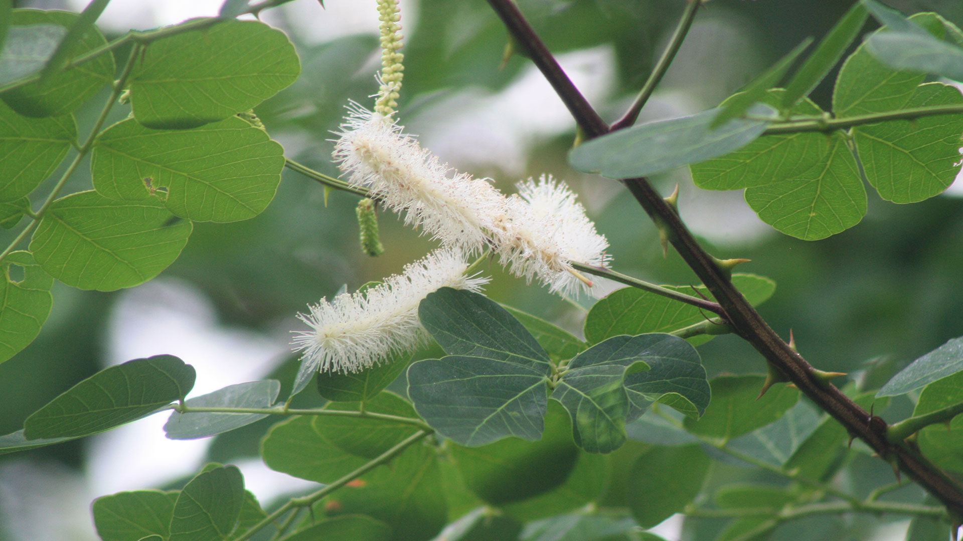 Características e Aparência do Sansão do Campo (Mimosa caesalpiniaefolia)