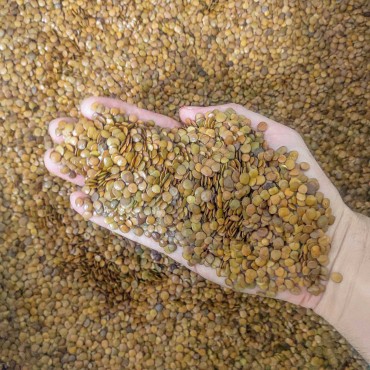 6kg de Sementes Sansão do Campo para Muda de Cerca Viva. 6kg de Sementes Sans...