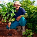 4kg (132.000 aprox.) de Sementes Sansão do Campo para Muda de Cerca Viva.