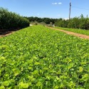 4kg (132.000 aprox.) de Sementes Sansão do Campo para Muda de Cerca Viva.