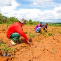 60g (2.000und) de Sementes Sansão do Campo para Muda de Cerca Viva.