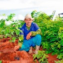 60g (2.000und) de Sementes Sansão do Campo para Muda de Cerca Viva.